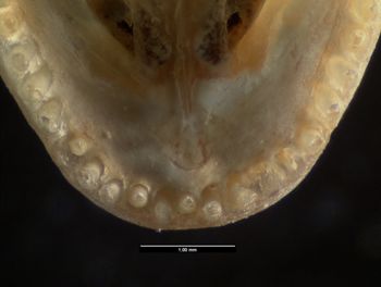 Media type: image;   Herpetology R-61107
